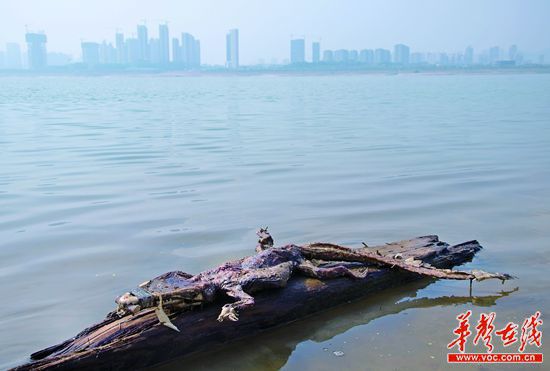 23日上午，瀏陽河與湘江交匯的地方發(fā)現(xiàn)了一條鱷魚的尸骸。