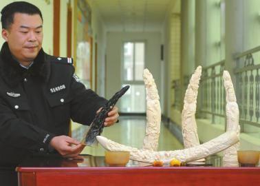 1月5日，辦案民警展示擋獲的犀牛角、盔犀鳥頭、象牙制品。