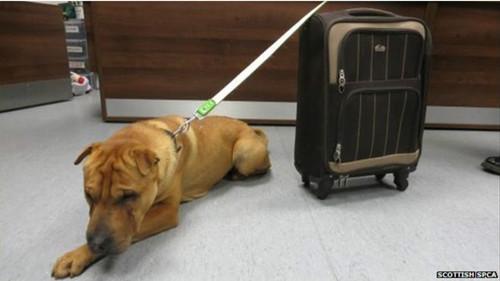 這只雄性的雜交沙皮犬被連同行李箱被拴在火車站外的欄桿上。