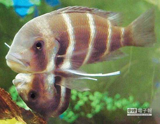 這對(duì)連體魚(yú)上面的哥哥體型較大，約是下面弟弟的2倍