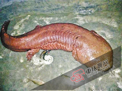 巫山抱龍鎮(zhèn)的超級娃娃魚。