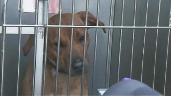 圖為當時襲擊艾琳的兩只惡犬其中之一。