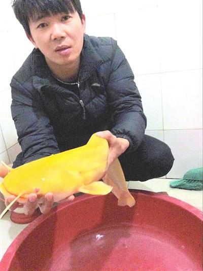 江西一男子從長(zhǎng)江中釣到5斤重金色鯰魚(圖)