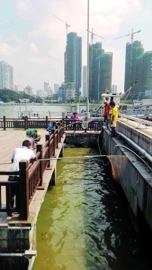 一群人正在打撈放生的龜、魚等。信息時(shí)報(bào)記者 陳文杰 攝