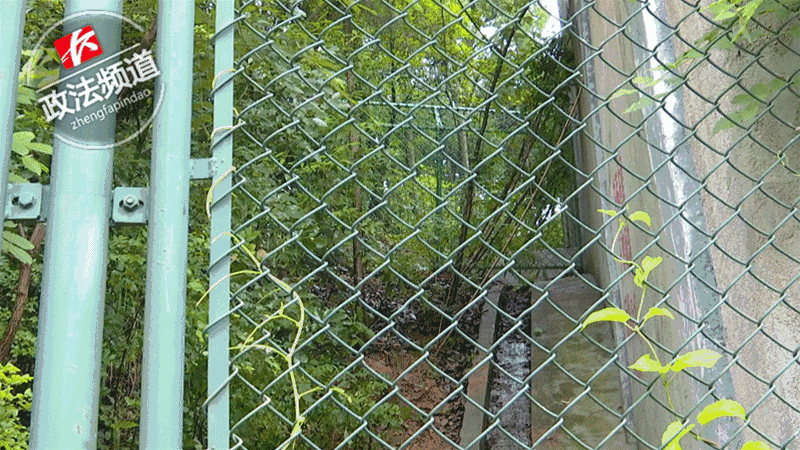 2女1男為逃票翻墻進(jìn)動物園 落地時(shí)周圍站了7只虎