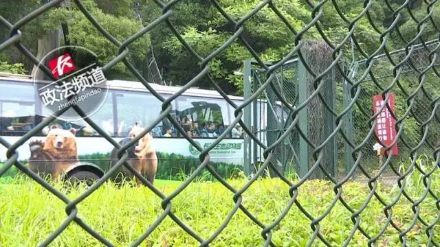 2女1男為逃票翻墻進(jìn)動物園 落地時(shí)周圍站了7只虎