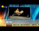 雄雞靚照催生優(yōu)質(zhì)蛋？看臉世界讓人心碎