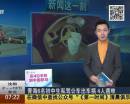 青海6名初中生私駕公車(chē)出車(chē)禍 4人遇難