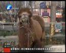 駱駝肉當街叫賣合法？