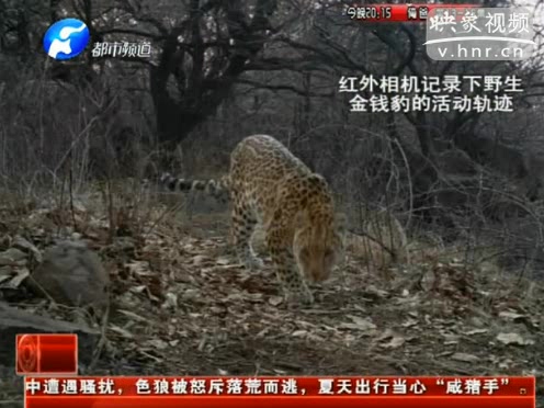 萌萌噠！濟源首次拍到金錢豹