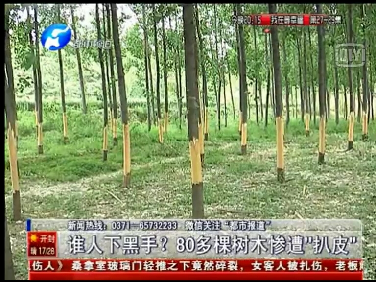 80多棵樹被“扒皮” 誰痛下黑手？