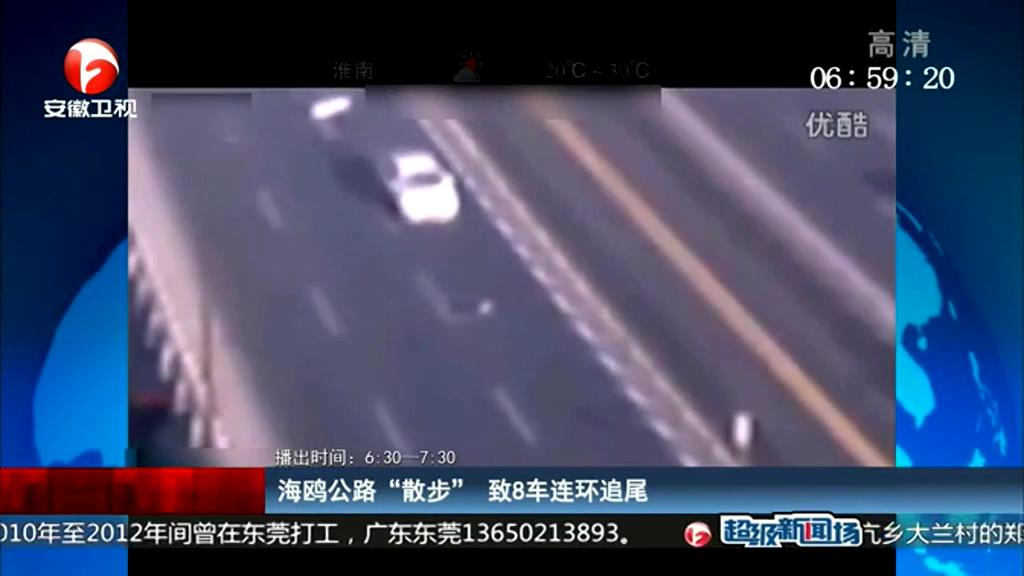 海鷗公路“散步” 致8車(chē)連環(huán)追尾