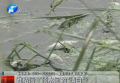 誰(shuí)玷污了須水河的“清白”？