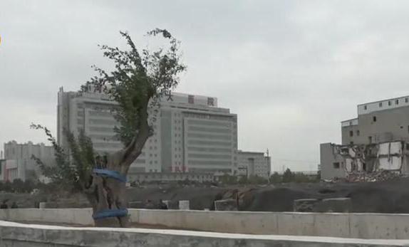 為保300年古樹 鄭州主干道施工多花50萬(wàn)