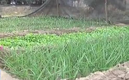 生態(tài)廊道變菜園 誰(shuí)干的？