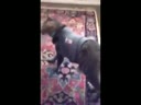 醉酒的貓咪回到家后各種搞笑！