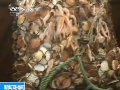 英法漁船為爭奪扇貝捕撈權發(fā)生沖突