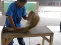 印尼人讓猴子做俯臥撐賺錢(qián)網(wǎng)友怒批無(wú)人性