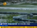 泰國油管泄漏 油污飄到閣沙湄島