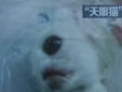四川內(nèi)江現(xiàn)天眼貓 額頭正中間長眼睛