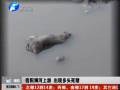 信陽浉河上游 出現多頭死豬
