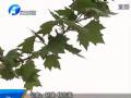 5歲女童患婦科病 家長(zhǎng)聲稱幼兒園內(nèi)遭性侵