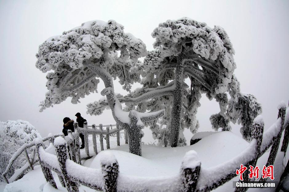12月18日，雪后的安徽黃山風(fēng)景區(qū)出現(xiàn)了大面積雪凇美景，銀裝素裹，玉樹(shù)瓊枝，游人置身其間，如醉如癡。
