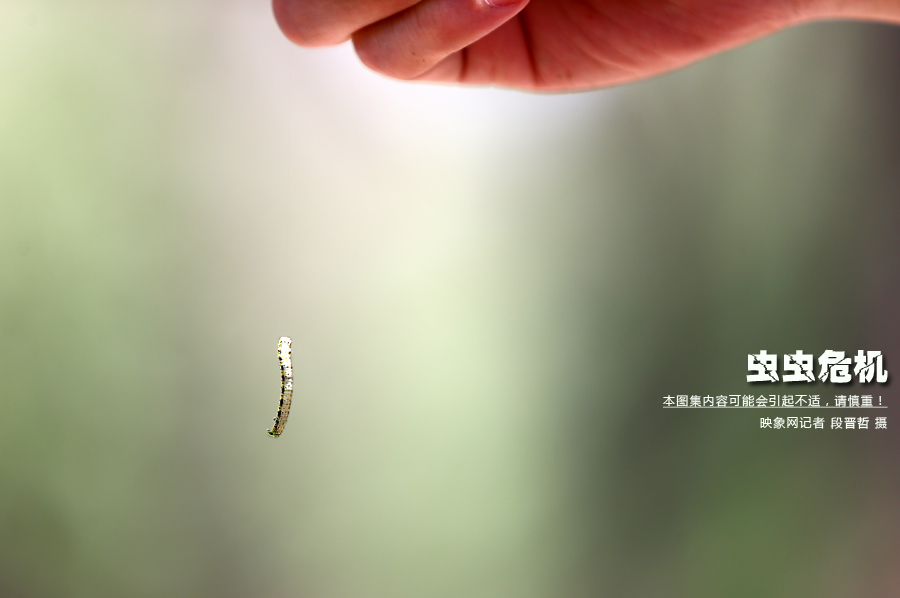 當(dāng)小蟲(chóng)子從樹(shù)上垂絲而下懸在半空中時(shí)，給路上的行人帶來(lái)諸多不便