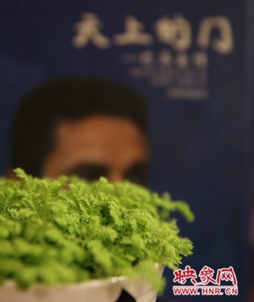 書(shū)架上精心布置的綠色植物。