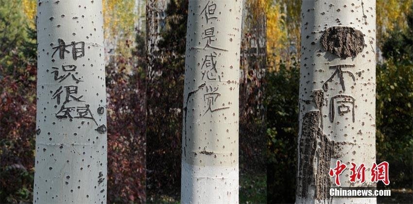 長(zhǎng)春街頭93棵白楊樹(shù)被刻上百字情書(shū)