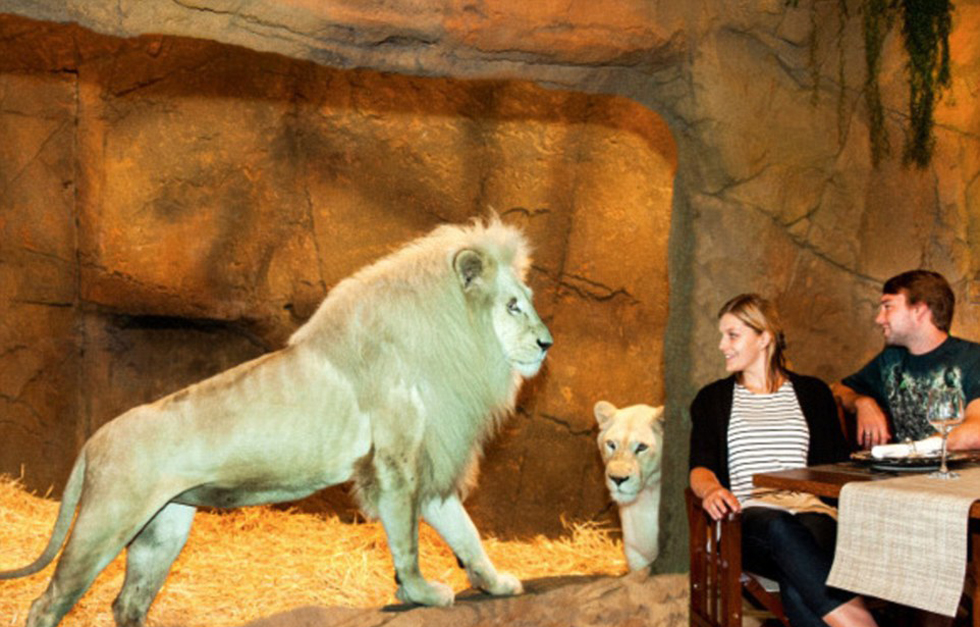 澳大利亞動物園中開旅館 房客可與獅子共進(jìn)晚餐